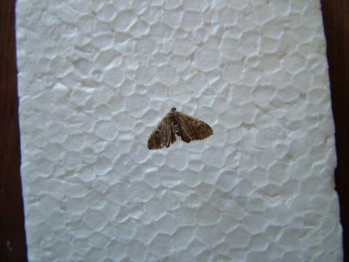 Réf. 266 822 : Nycterosea obstipata